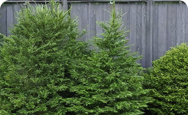 Хвойные растения