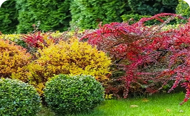 Лиственные кустарники